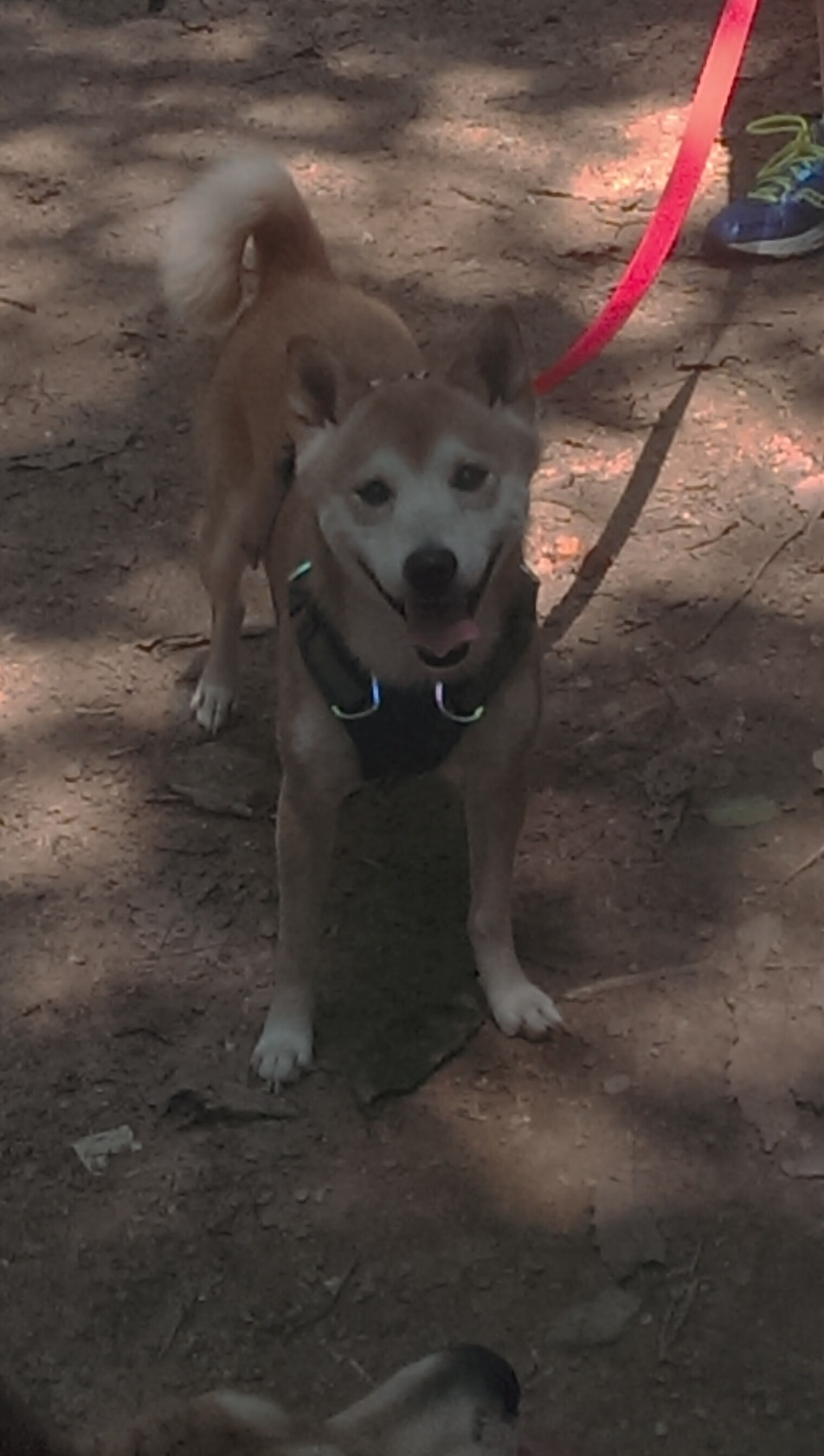 世界女子橄榄球竞争激烈,谁能登顶?,女子橄榄球世界排名