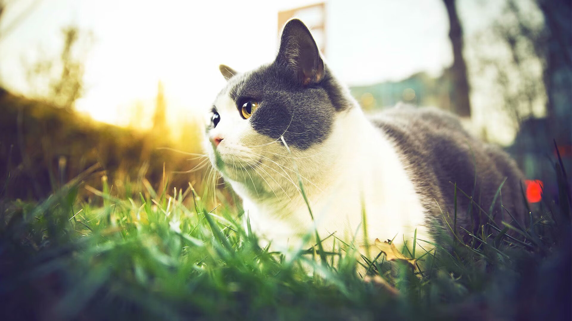 世界杯巅峰时刻：精彩片段让人心动！，世界杯经典比赛视频